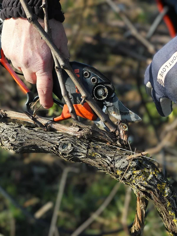 Pruning the vines continues