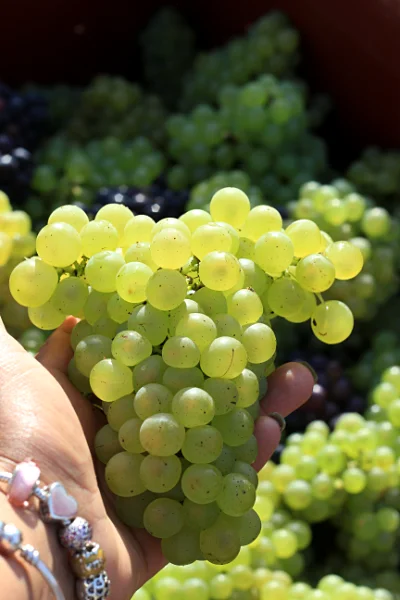 Grappe de Chardonnay du Champagne Christian Muller