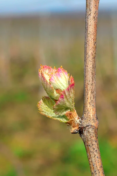 Bourgeon de vigne au Champagne Christian Muller
