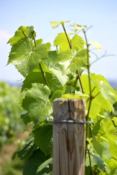 Printemps dans le vignoble Christian Muller à Mailly-Champagne