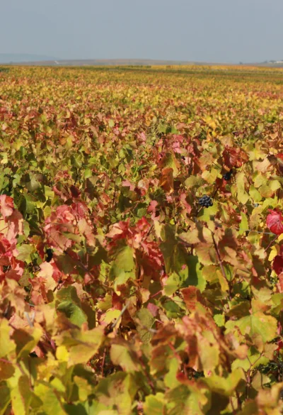 Vieux pied de vigne du Champagne Christian Muller