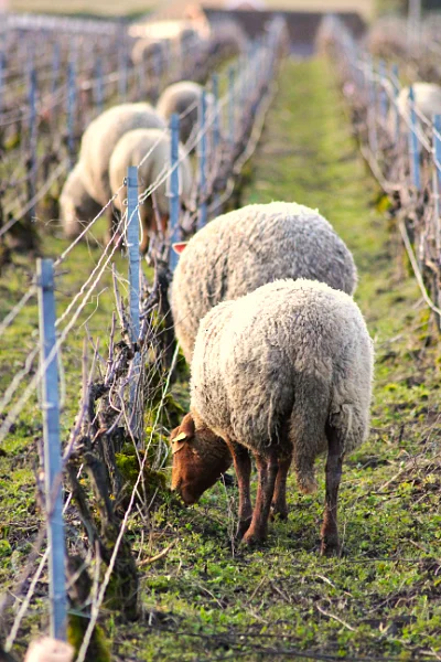 Ecopâturage au Champagne Christian Muller