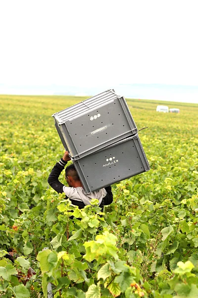 Vendanges au Champagne Christian Muller à Mailly-Champagne