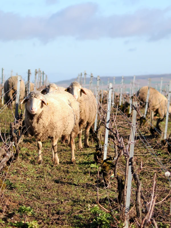 Eco-grazing in the Champagne vineyard Christian Muller