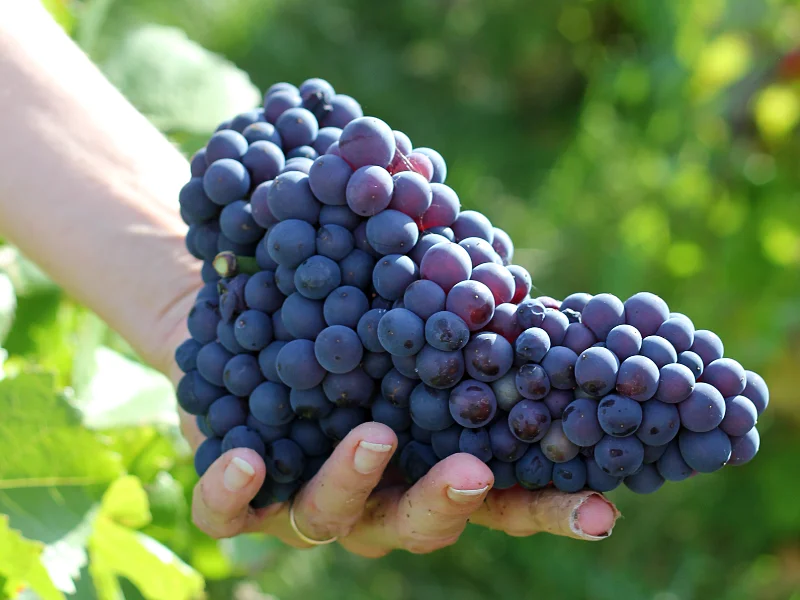 Pinot Noir cluster from Champagne Christian Muller