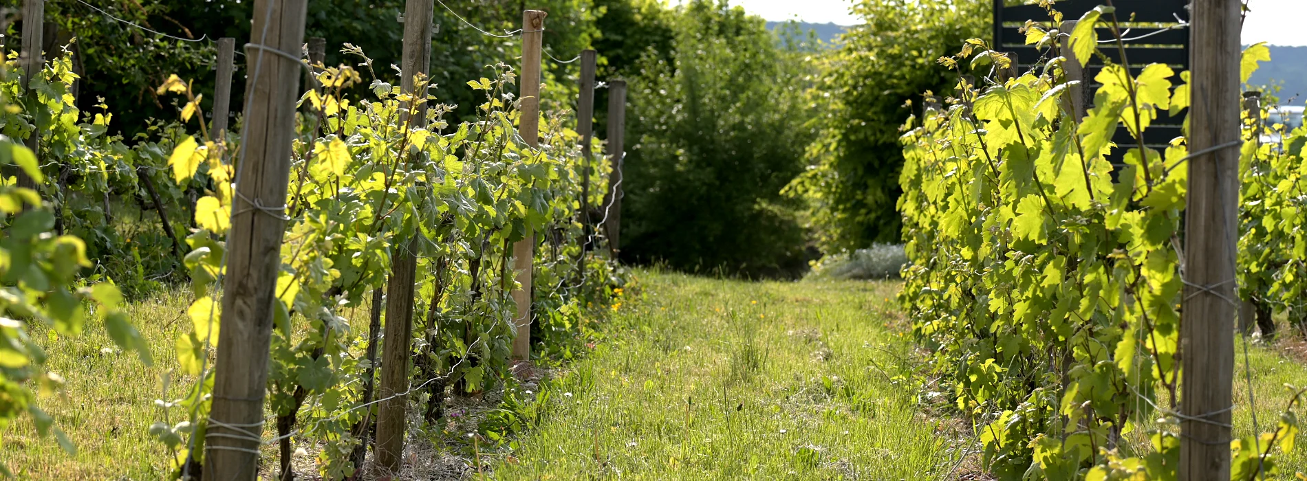 Single-plot vineyard of Champagne Christian Muller in Mailly-Champagne