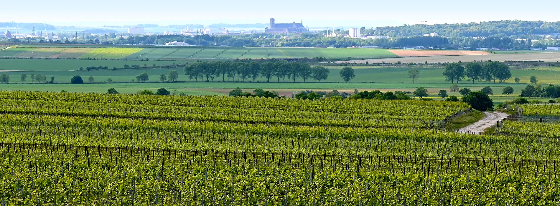 Bar à champagne avec vue sur les vignes à Mailly-Champagne